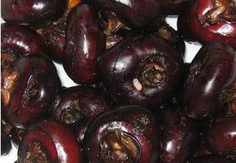 Castagne d’acqua, lo snack che protegge fegato e cervello: cosa sono e come si mangiano